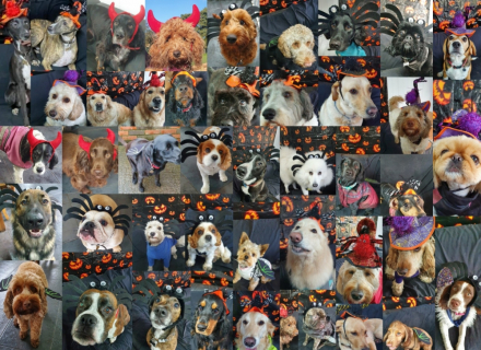 haloween