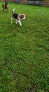 Buddy-beagle