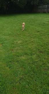Charlie-s
