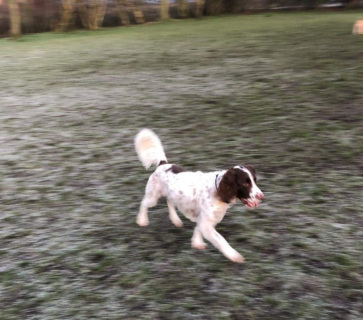 Daisy-new