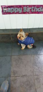 WOOFITS-PICTURES-98