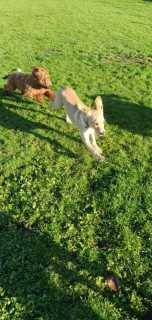 finlay-and-bertie